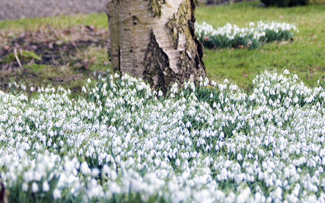 Snowdrops On Show At Tudor Croft