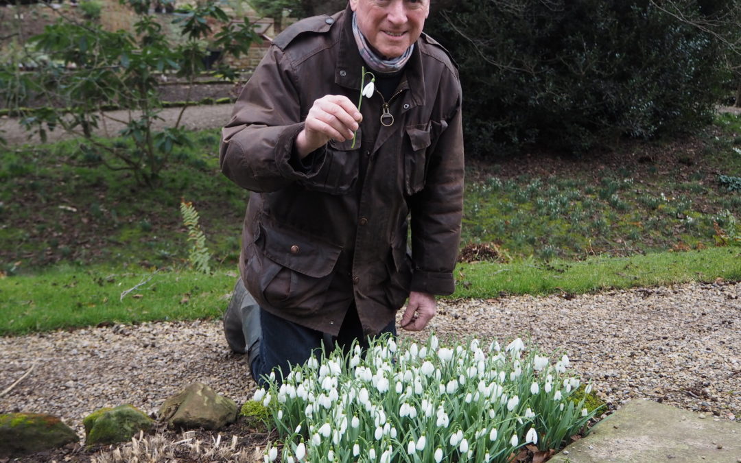 Snowdrops at Tudor Croft herald the spring